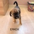 Ücretsiz sahiplenme terrier anne ve melez yavru acil yuva fotoğraf