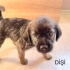 Ücretsiz sahiplenme terrier anne ve melez yavru acil yuva fotoğraf