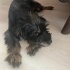 Ücretsiz sahiplenme terrier anne ve melez yavru acil yuva fotoğraf