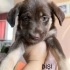 Ücretsiz sahiplenme terrier anne ve melez yavru acil yuva fotoğraf