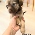 Ücretsiz sahiplenme terrier anne ve melez yavru acil yuva fotoğraf