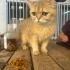Ücretsiz sahiplenme British gold kedi acil yuva fotoğraf