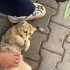 Ücretsiz sahiplenme British gold kedi acil yuva fotoğraf