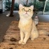 Ücretsiz sahiplenme British gold kedi acil yuva fotoğraf