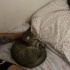 TEKİR YAVRU YUVA ARIYOR fotoğraf