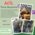 BİLİNMEZE GİTMEDEN ACİL GEÇİCİ/KALICI YUVA fotoğraf