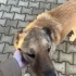 BİLİNMEZE GİTMEDEN ACİL GEÇİCİ/KALICI YUVA fotoğraf