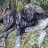 BİLİNMEZE GİTMEDEN ACİL GEÇİCİ/KALICI YUVA fotoğraf