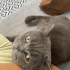 British shothair erkek kedi. fotoğraf