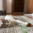 Yumak yeni yuva arıyor fotoğraf