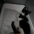 Sokakta bulunan yaralı kedi fotoğraf