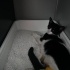 Sokakta bulunan yaralı kedi fotoğraf