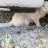 Sokakta buldum fotoğraf