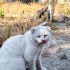 Sokakta buldum fotoğraf