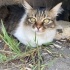 TERK EDİLMİŞ EV KEDİSİ fotoğraf