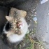 TERK EDİLMİŞ EV KEDİSİ fotoğraf