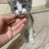 Sokağa atamayız lütfen ona sahip çıkın fotoğraf