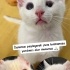 Ücretsiz sahiplenme lütfen okuyun fotoğraf