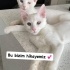 Ücretsiz sahiplenme lütfen okuyun fotoğraf