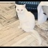 Ücretsiz sahiplenme Bulut fotoğraf