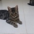 Acil yuva aranıyor fotoğraf