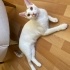 ALİCE İÇİN ACİL YUVA fotoğraf