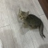 Engelli canlara öncelik fotoğraf