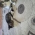 Minik aslan kral yuva ariyor fotoğraf