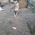 12 aylık kangal köpeğe yuva fotoğraf
