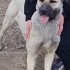 12 aylık kangal köpeğe yuva fotoğraf