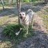 12 aylık kangal köpeğe yuva fotoğraf