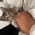 Oyuncu yavru tekir kedi
