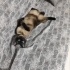 Safkan Siyam Kısa Kuyruk fotoğraf