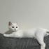 ACİL YUVA ARIYOR fotoğraf