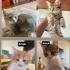 4 tane minik yavru kedi