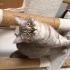 Ücretsiz Sahiplendirme 1 Yaşında British Shorthair Dişi fotoğraf