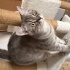 Ücretsiz Sahiplendirme 1 Yaşında British Shorthair Dişi fotoğraf
