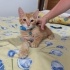 Minnos sokak görmedi fotoğraf