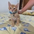 Minnos sokak görmedi fotoğraf
