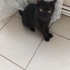 Oyuncu british shorthair fotoğraf