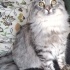 Kısırlaştırılş kedi fotoğraf