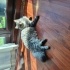 Kısırlaştırılş kedi fotoğraf