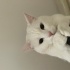 3 yaşında erkek van kedisi fotoğraf
