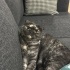 3 yaşında dişi scottish fold fotoğraf