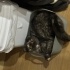 3 yaşında dişi scottish fold fotoğraf