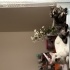 3 yaşında dişi scottish fold fotoğraf