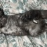 3 yaşında dişi scottish fold fotoğraf