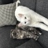 3 yaşında dişi scottish fold fotoğraf