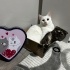 3 yaşında dişi scottish fold fotoğraf