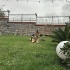ALMAN ÇOBAN - LUPİ <3 fotoğraf